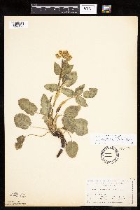 Zizia aptera image