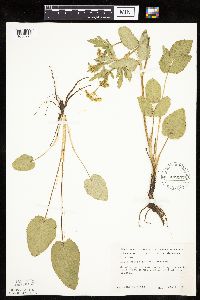 Zizia aptera image