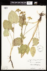 Zizia aptera image