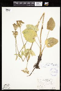 Zizia aptera image