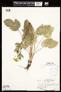 Zizia aptera image