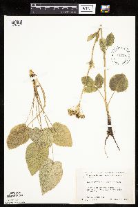 Zizia aptera image