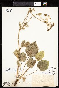 Zizia aptera image