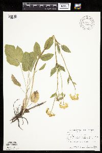 Image of Zizia aptera