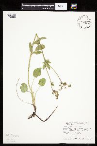 Zizia aptera image