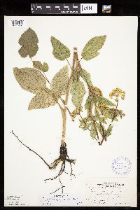 Zizia aptera image