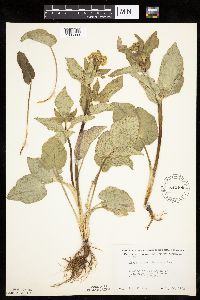 Zizia aptera image