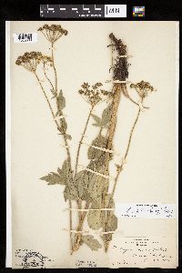 Zizia aptera image