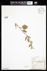 Zizia aptera image