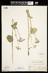 Zizia aptera image
