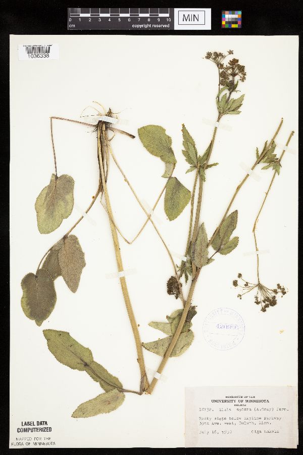 Zizia aptera image