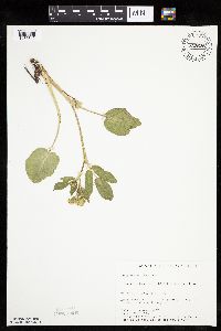 Zizia aptera image