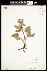 Zizia aptera image