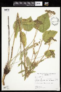 Zizia aptera image