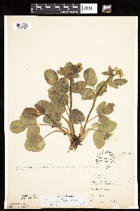 Zizia aptera image