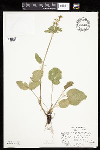 Zizia aptera image