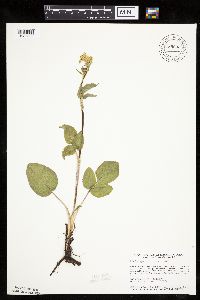 Zizia aptera image
