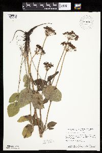 Zizia aptera image