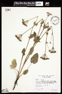 Zizia aptera image