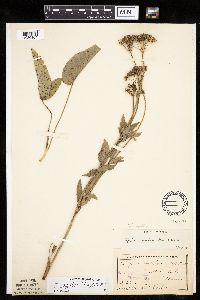 Zizia aptera image