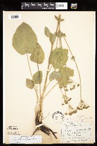 Zizia aptera image