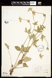 Zizia aptera image