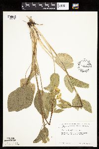 Zizia aptera image