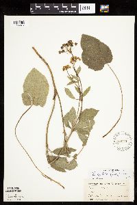thumbnail image of current specimen