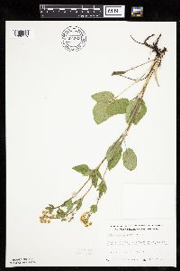 thumbnail image of current specimen