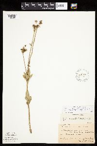 Zizia aptera image