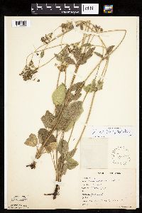 Zizia aptera image
