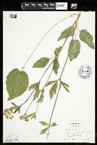 Zizia aptera image