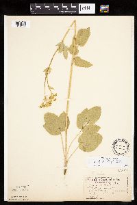 Zizia aptera image