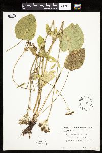 Zizia aptera image