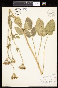 Zizia aptera image