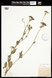 Zizia aptera image