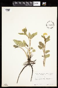 Zizia aptera image