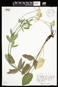 Zizia aptera image
