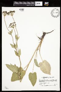 Zizia aptera image