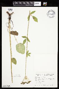 Zizia aptera image