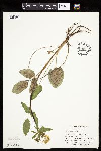 Zizia aptera image