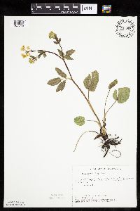 Zizia aptera image