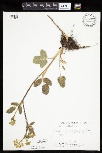 Zizia aptera image