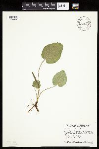 Zizia aptera image