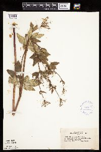 Zizia aptera image