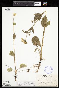 Zizia aptera image