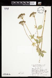 Zizia aptera image