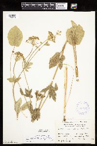Zizia aptera image