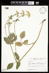 Zizia aptera image