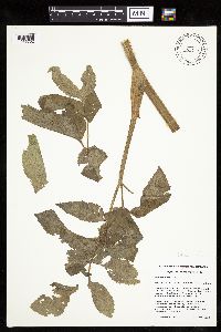 Angelica atropurpurea image